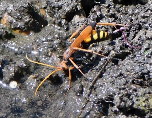 Réf. 237 161 : Cryptocheilus alternatus